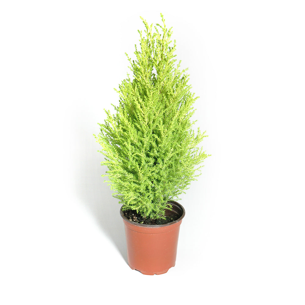 Goldcrest Cypress (Lemon Cypress)