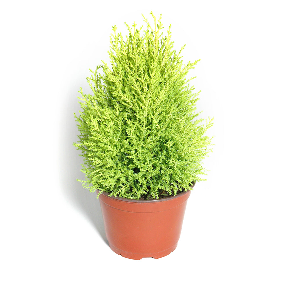 Goldcrest Cypress (Lemon Cypress)