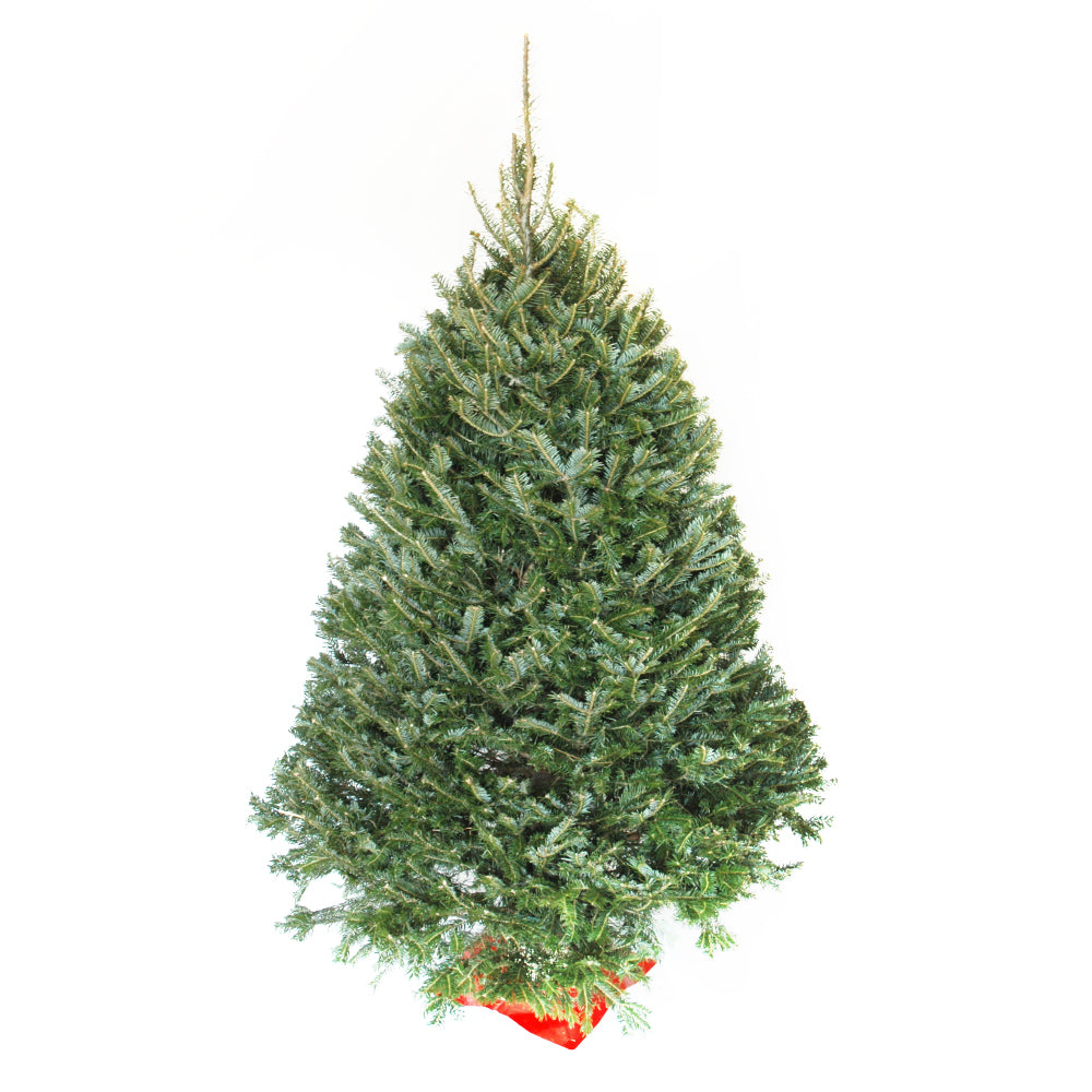 Balsam Fir Christmas Tree