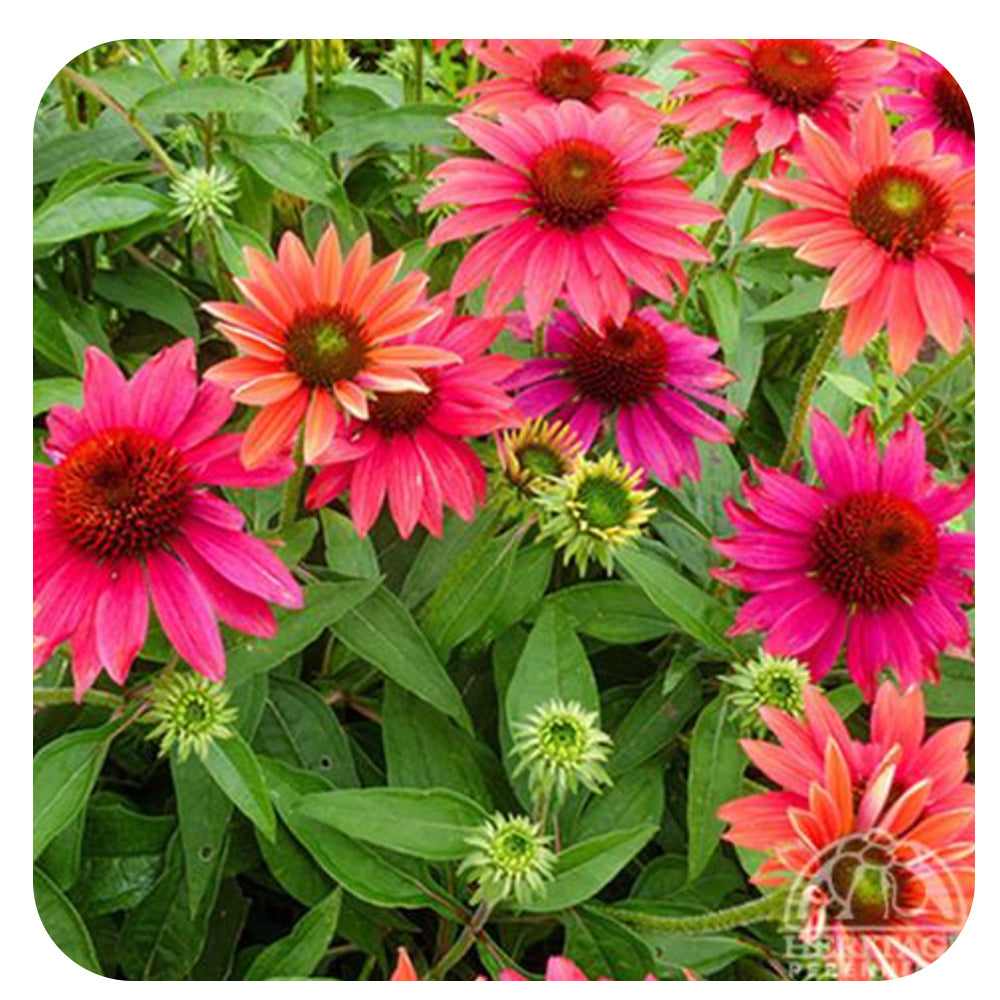 Echinacea Sombrero® Tres Amigos