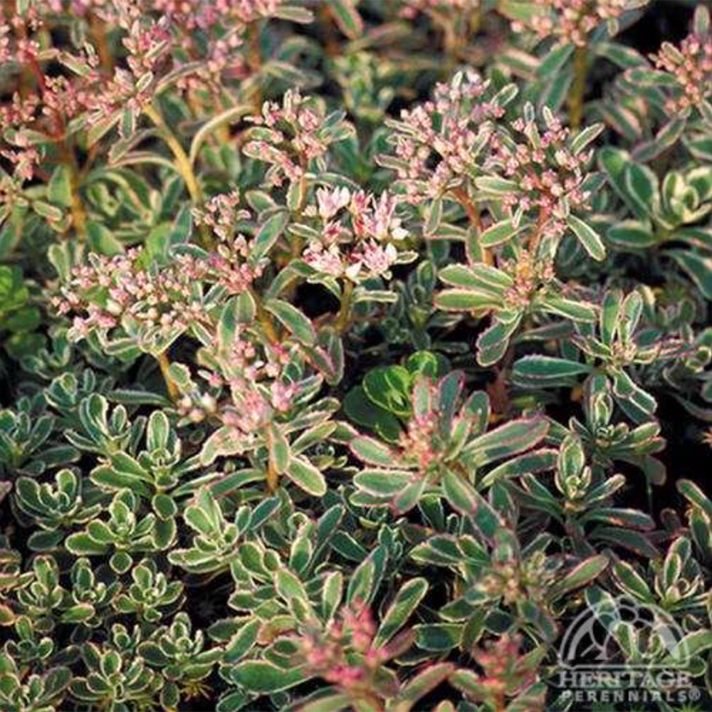 Tricolour Sedum (Sedum Spurium Tricolour)