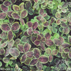 Trifolium repens ‘Pentaphyllum’ (Black-leaved clover)