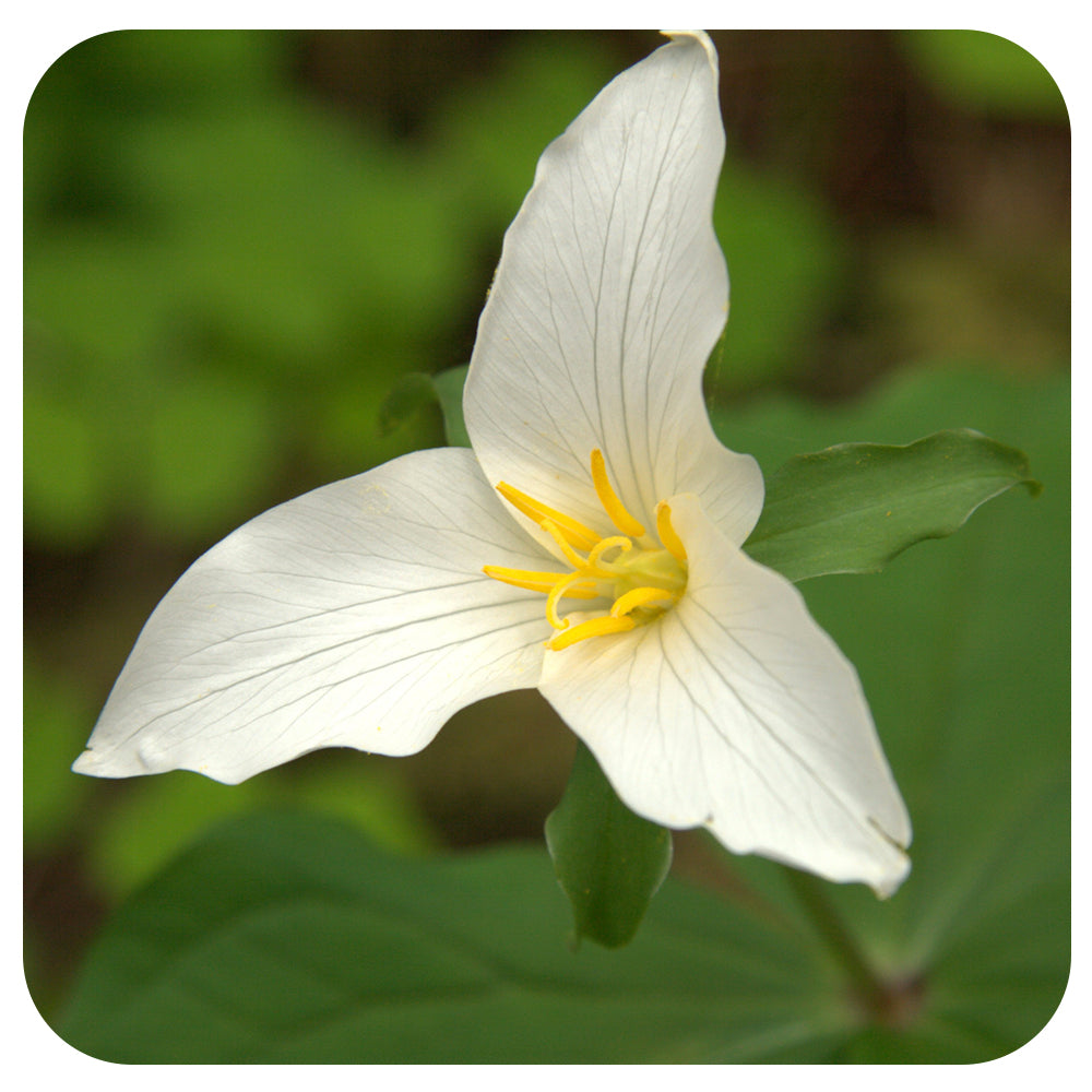 White Trillium Grandiflorum (NATIVE PERENNIAL)