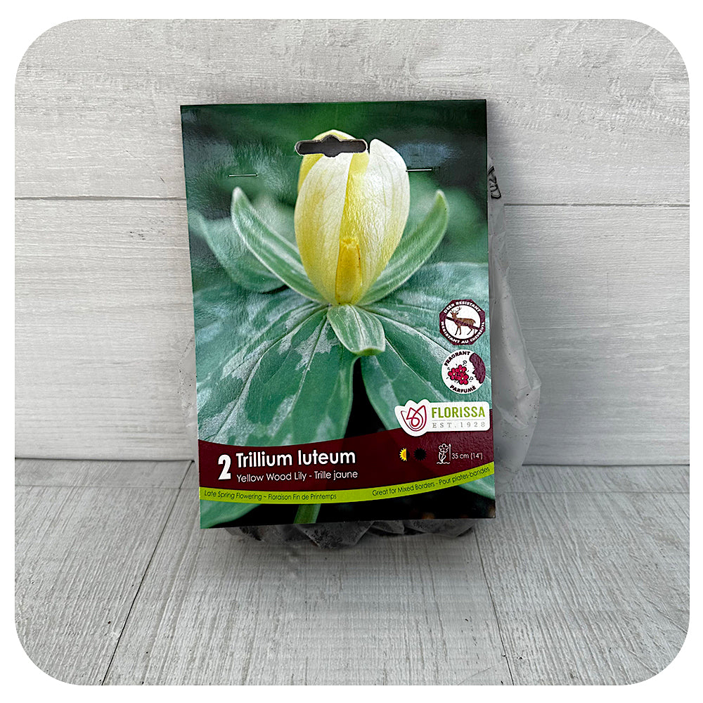 Trillium Luteum