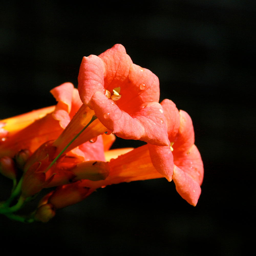 Trumpet Vine (Campsis Tagliabuana)