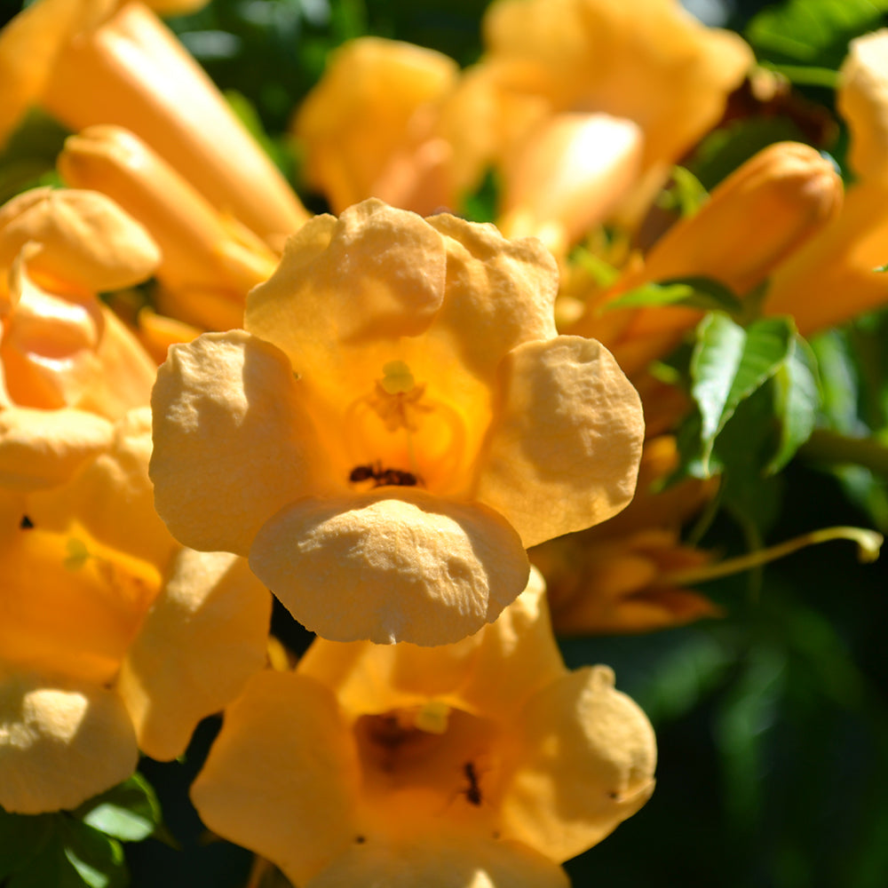 Trumpet Vine (Campsis Tagliabuana)