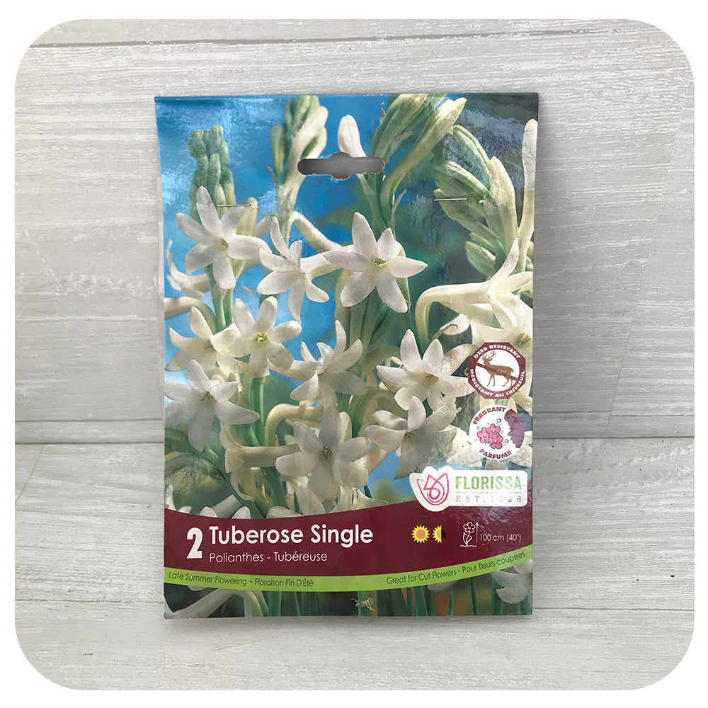 Tuberose Single