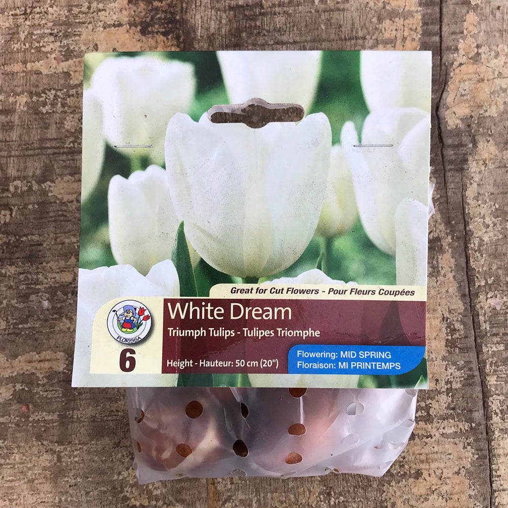 Tulip White Dream