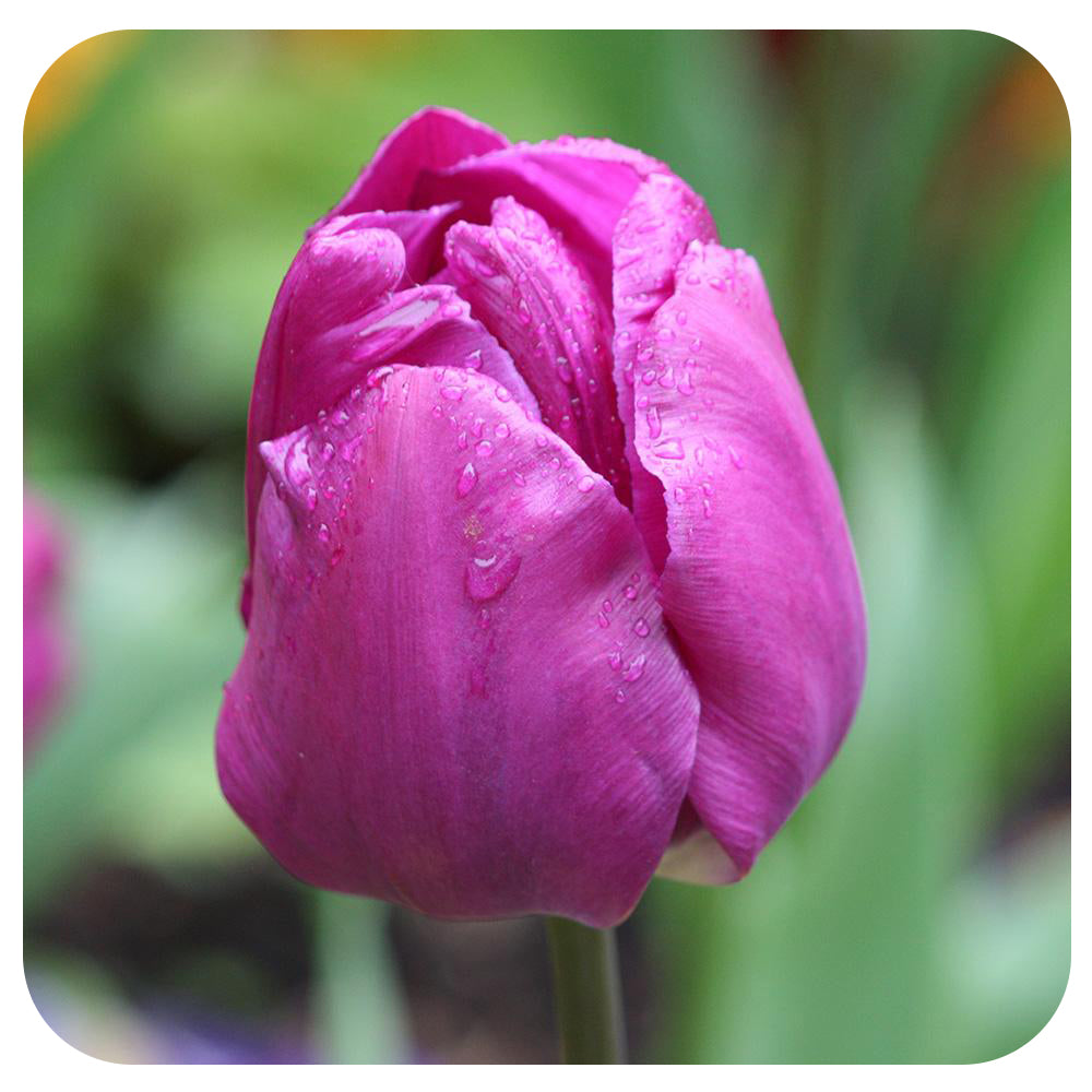 Tulip