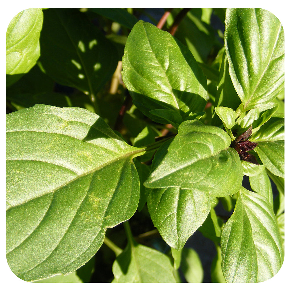 Holy Basil/ Tulsi (Organic)