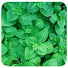 Sacred Basil/ Tulsi Seeds (Organic)