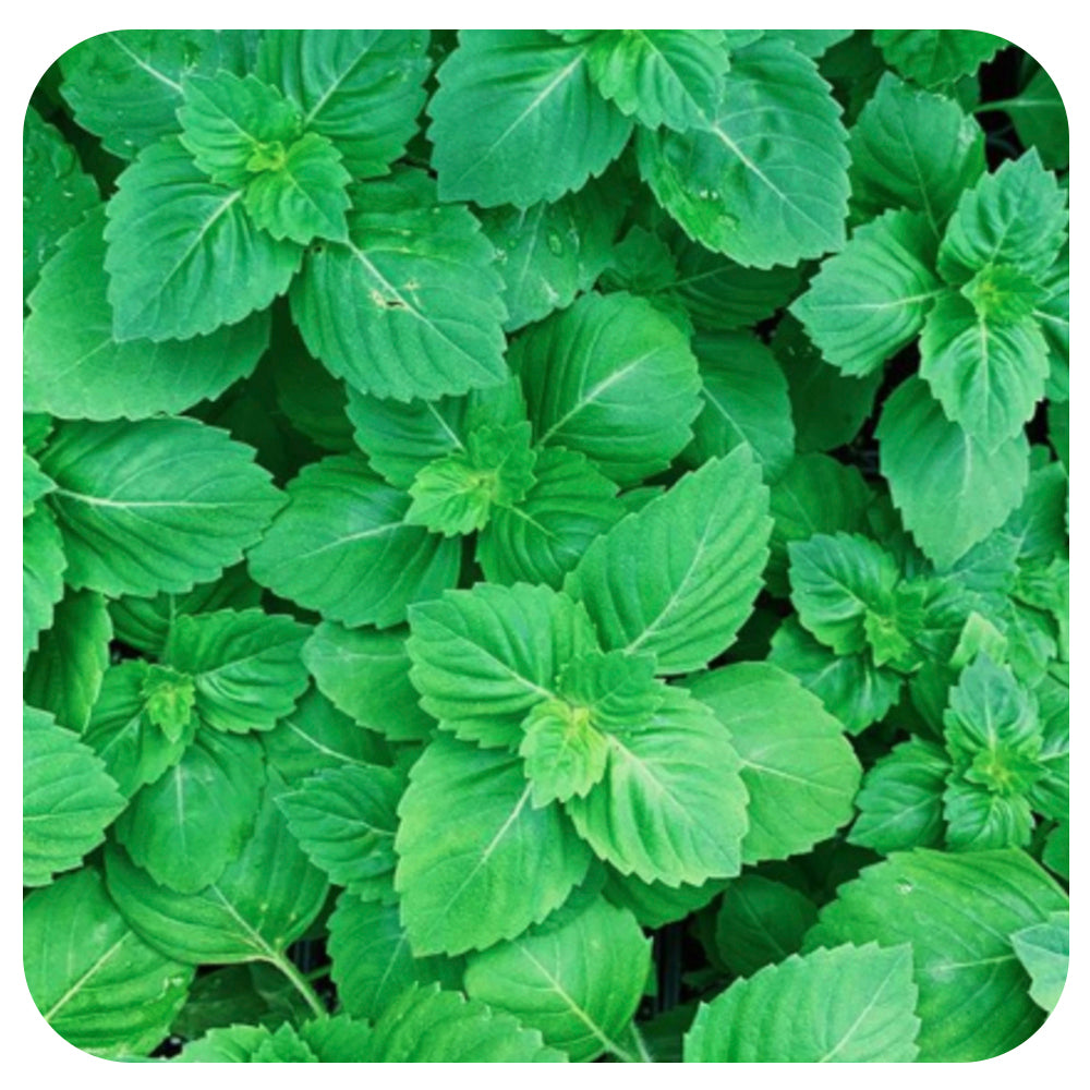 Sacred Basil/ Tulsi Seeds (Hawthorne Farm Organic Seeds)