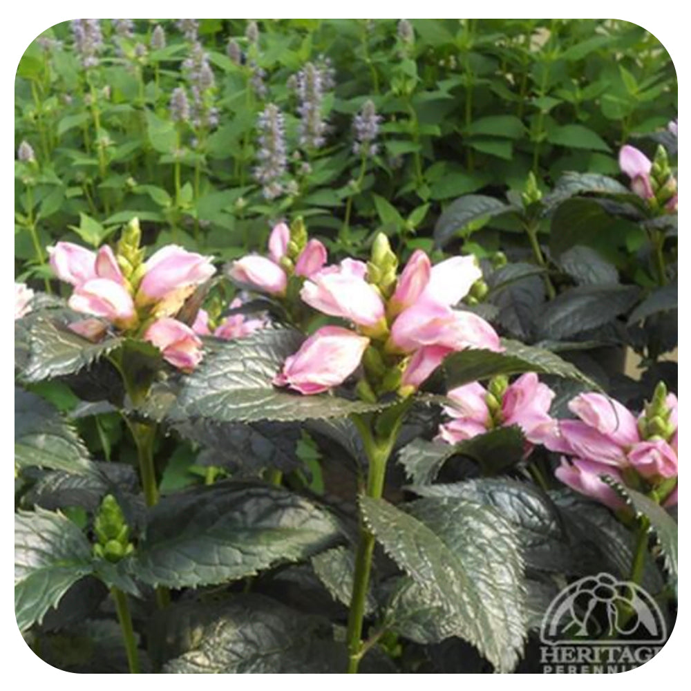 Turtlehead ‘Tiny Tortuga’ (Chelone lyonia)