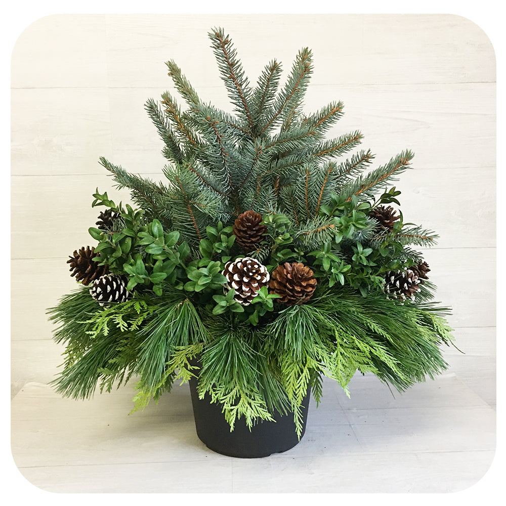 Urn - Blue Spruce and Cone*