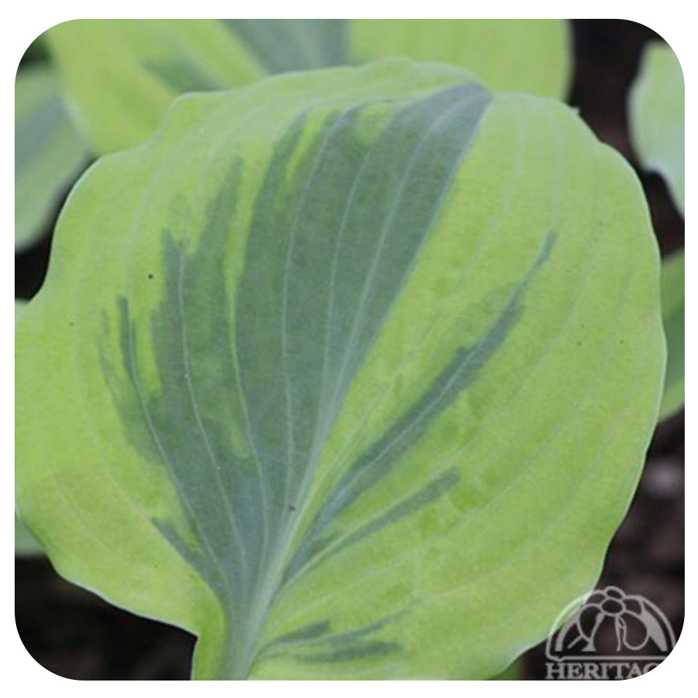 Hosta 'Velvet Moon'