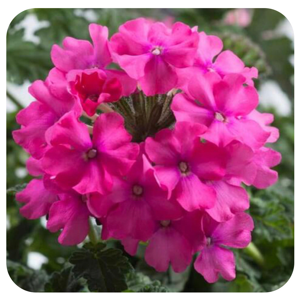 Verbena (annual)