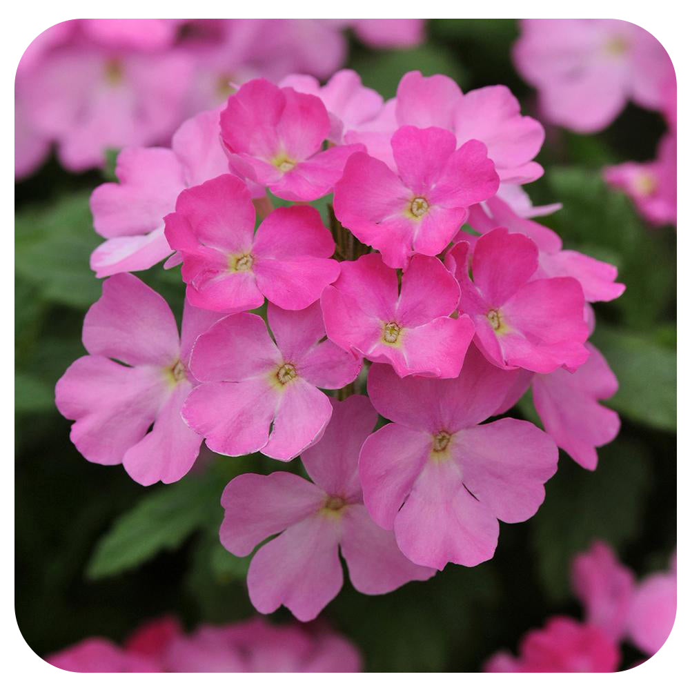 Verbena (annual) Davenport Garden Centre