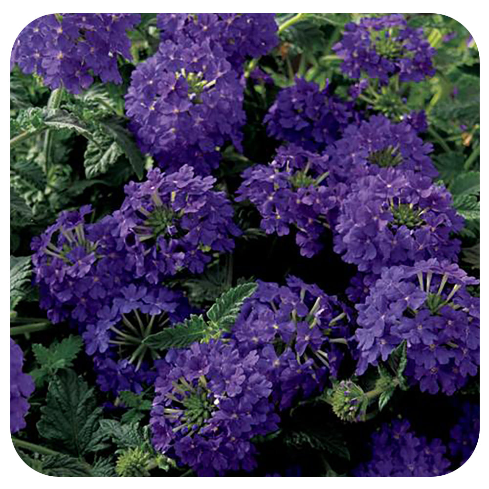 Verbena (annual) Davenport Garden Centre
