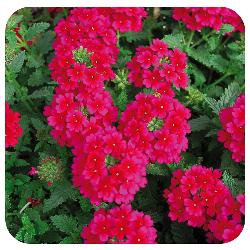 Verbena (annual) Davenport Garden Centre
