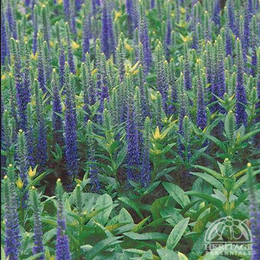 Veronica spiccata 'Royal Candles'