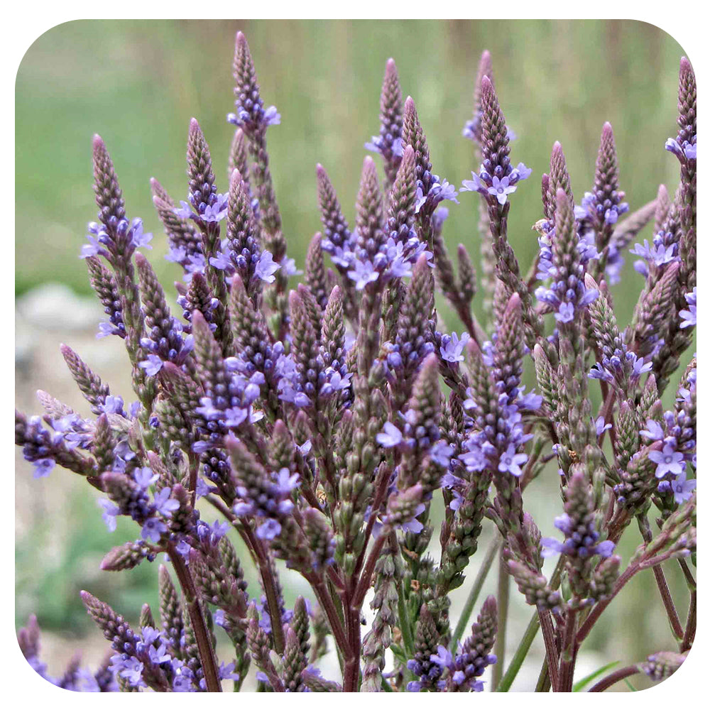 Blue Vervain (Verbena hastata) NATIVE PERENNIAL