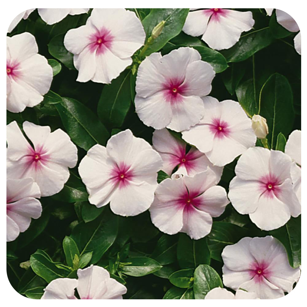 Vinca