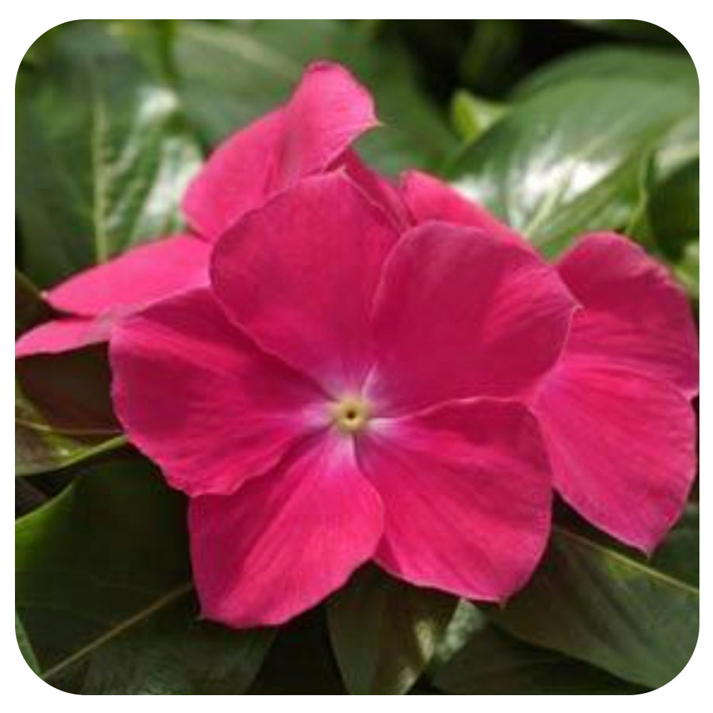 Vinca