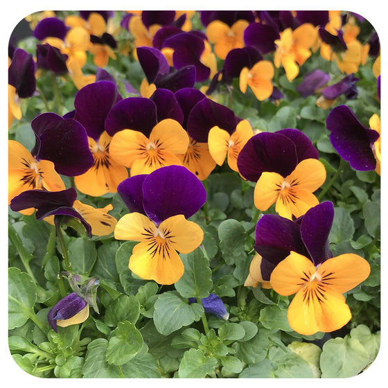 Viola