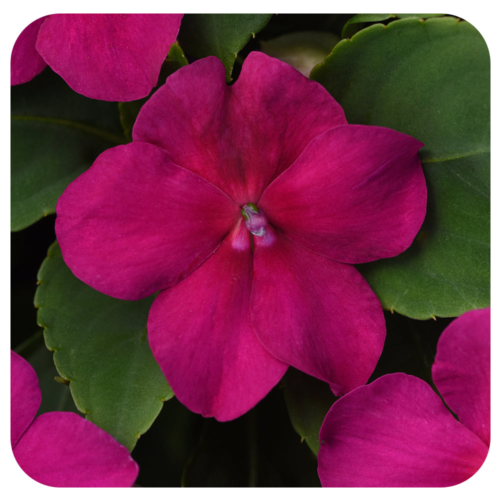 Shade Impatiens