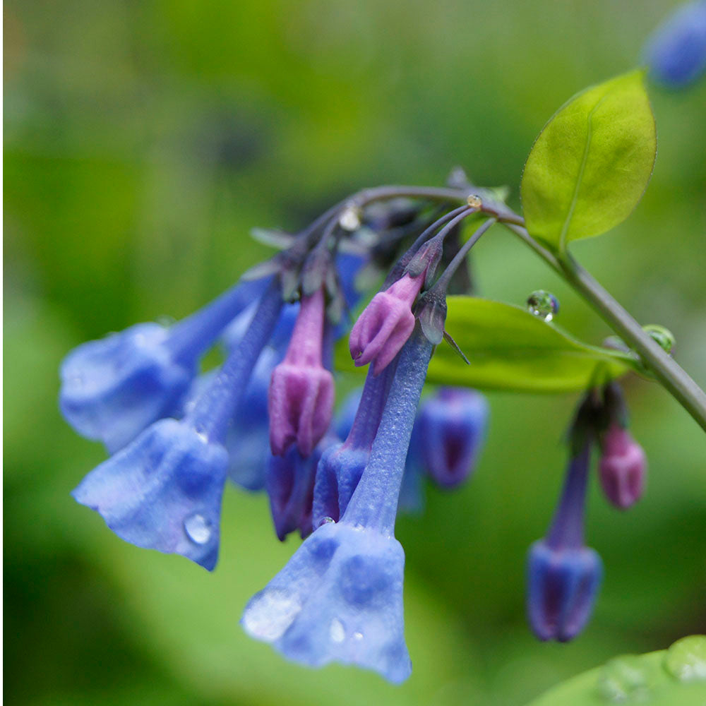 Virginia Bluebells (Mertensia virginica)