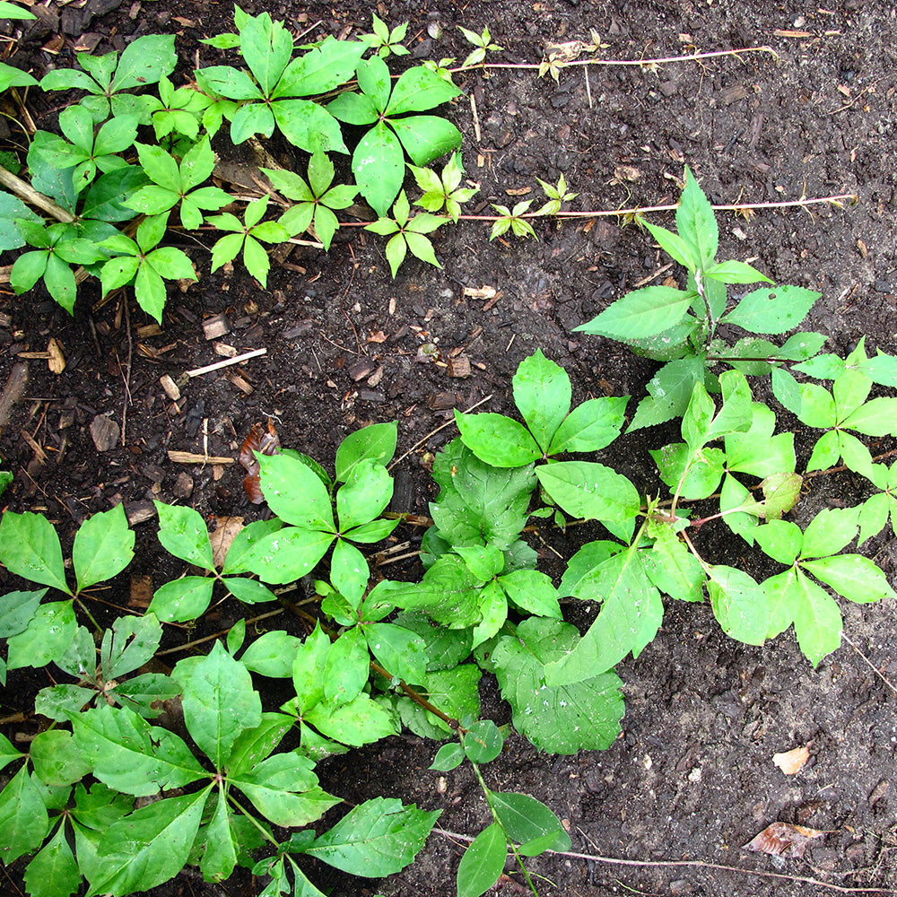 Virginia Creeper (Parthenocissus Quinquefolia)