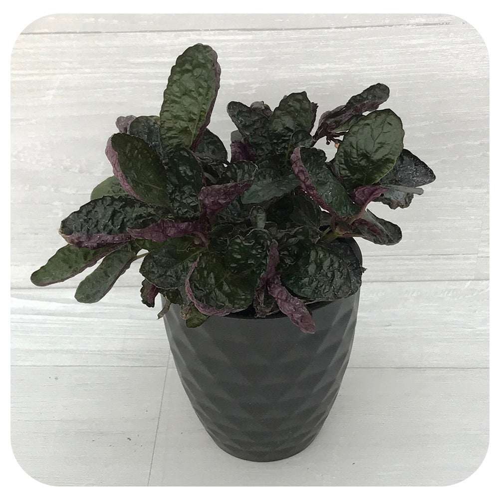 Purple Waffle (Hemigraphis)