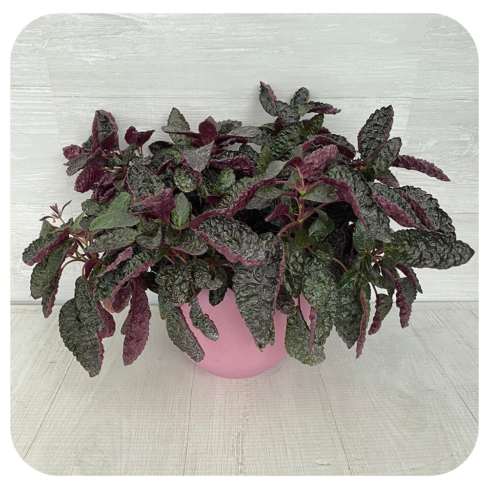 Purple Waffle (Hemigraphis)