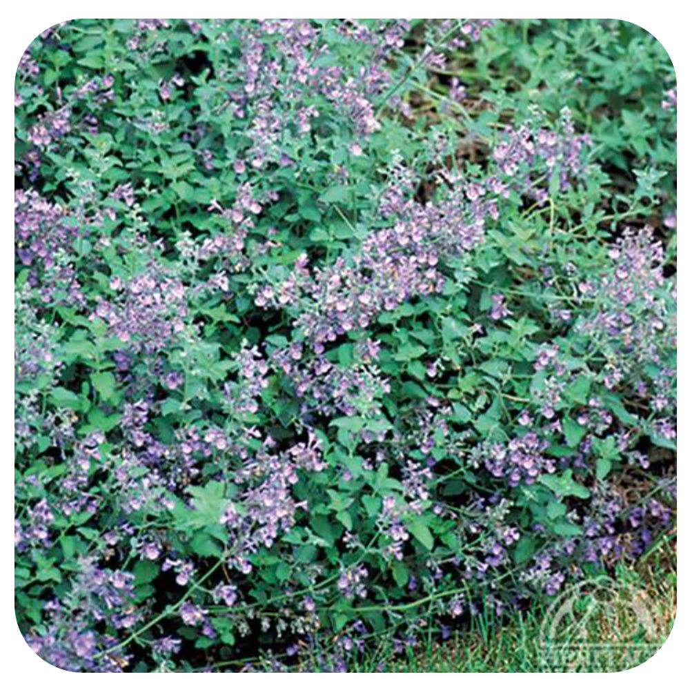 Blue Catmint 'Walker's Low' (Nepeta)