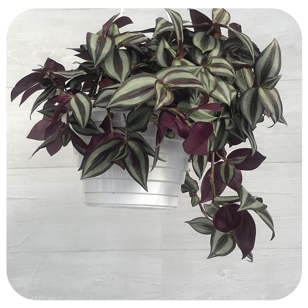 Purple Zebra Plant Hanging Basket