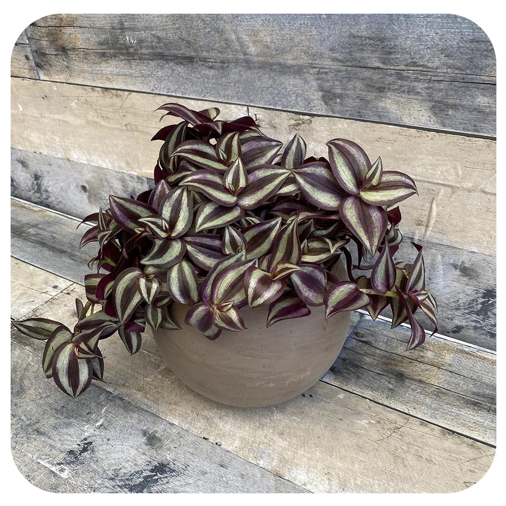 Purple Zebra Plant