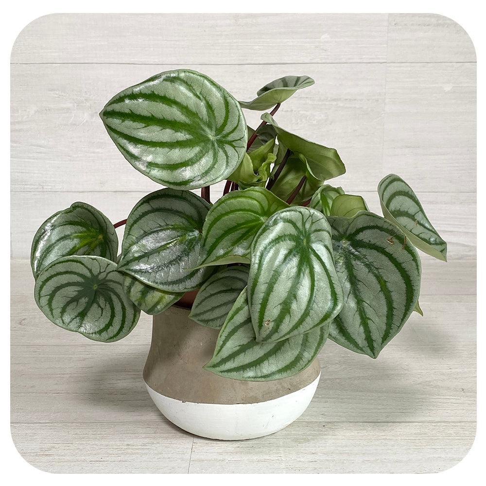 Peperomia Watermelon