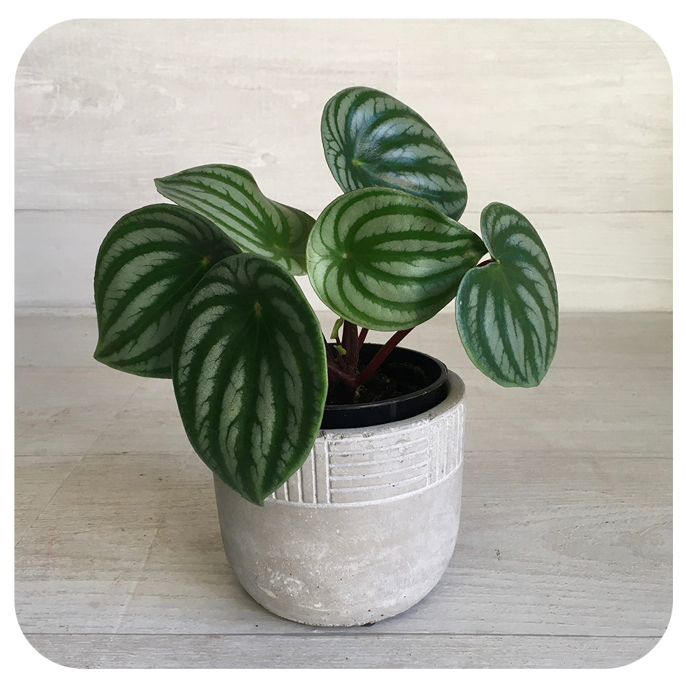 Peperomia Watermelon