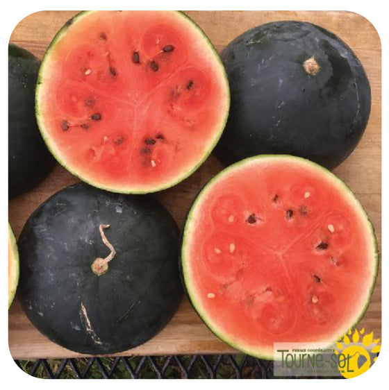 Watermelon 'Blacktail Mountain' Seeds (Past Expiration Date)