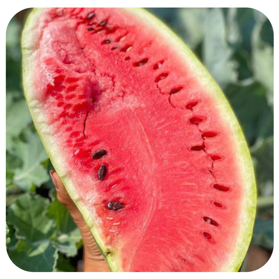 Watermelon Seeds (Organic)