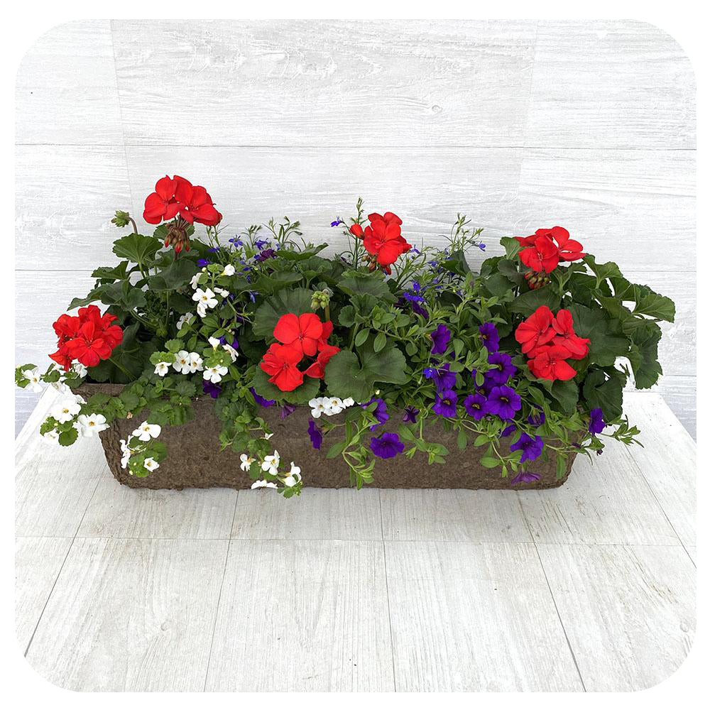 Window Box Sun - Red with Blue Lobelia and White Bacopa