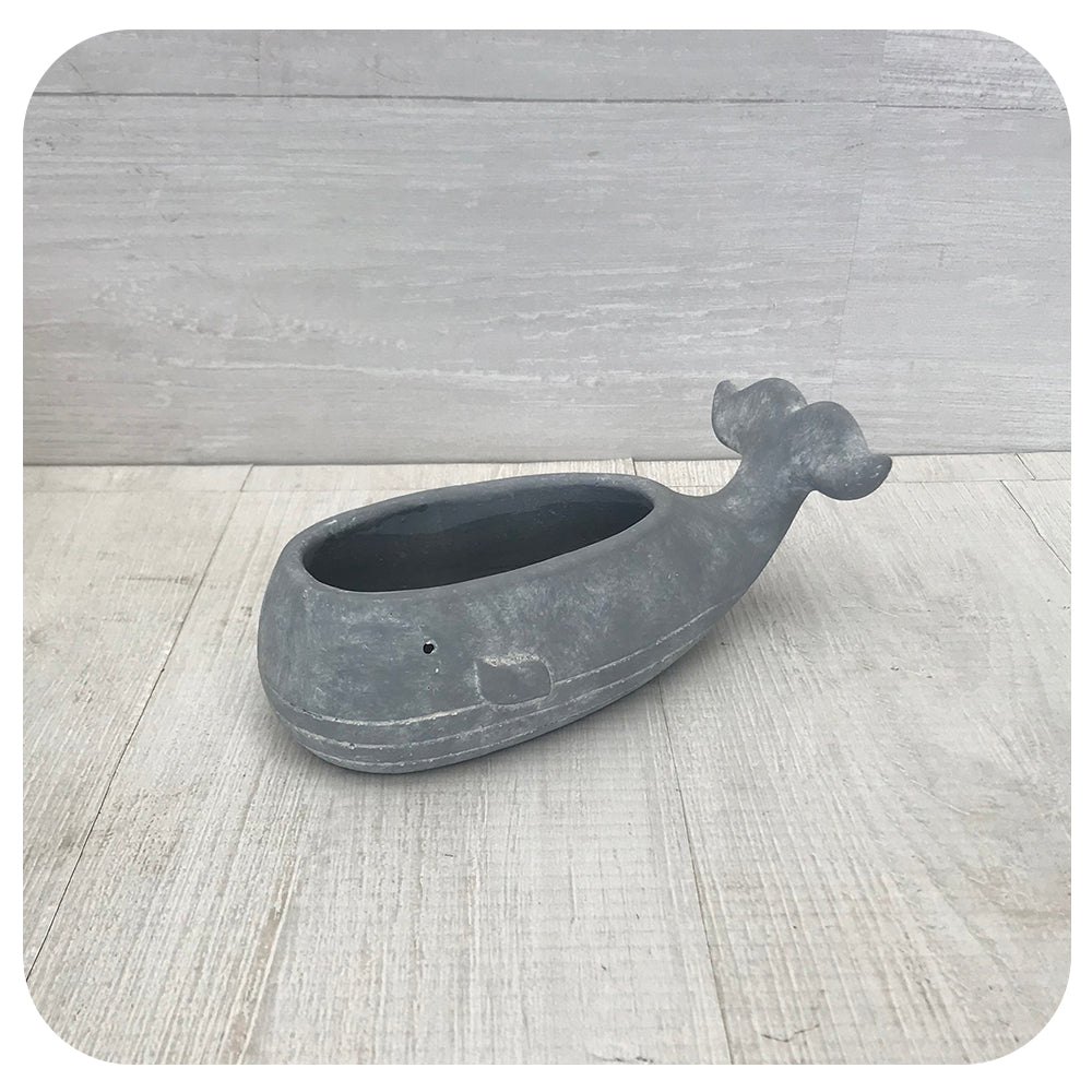 Baleen Whale Pot