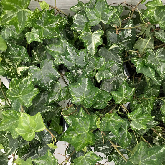 Ivy, variegated 'Schafer Three' (Hedera Helix)