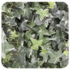 Ivy - white variegated (Hedera Helix)