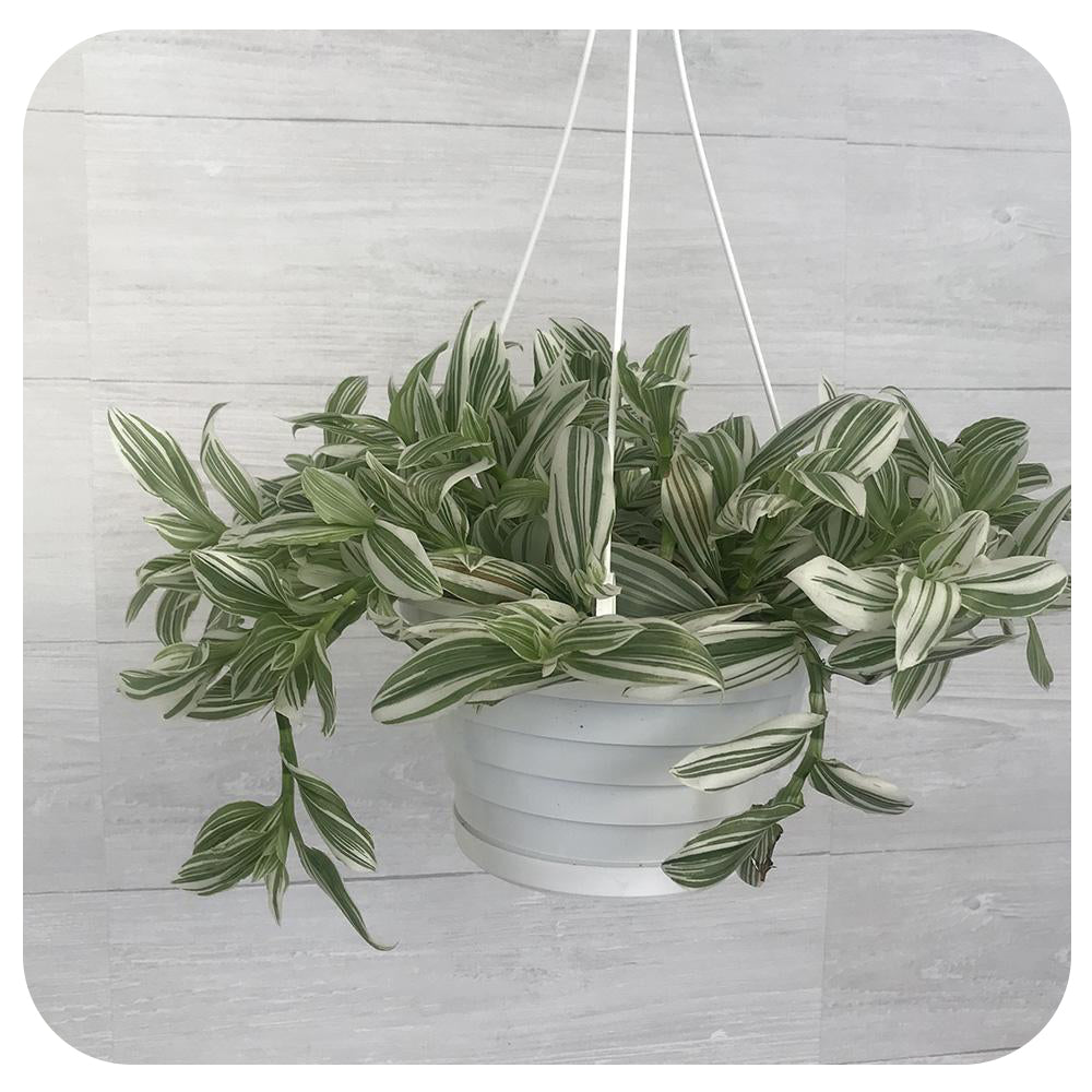 zebra hanging plant White Zebra Hanging Basket