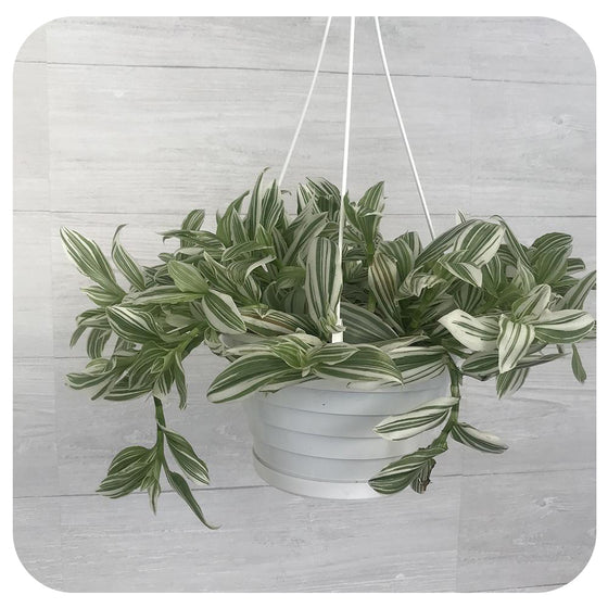 White Zebra Hanging Basket (Formerly Known as Wandering Jew)