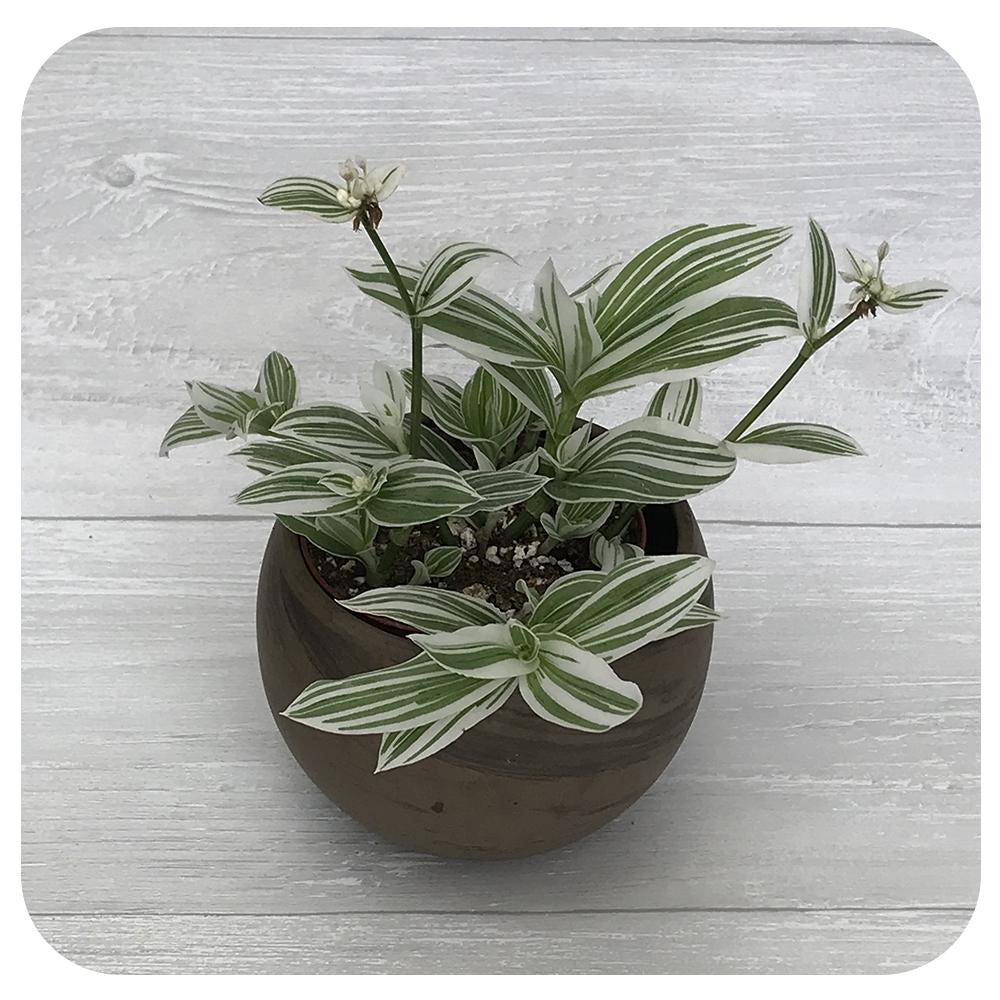 White Zebra Plant - Davenport Garden Centre