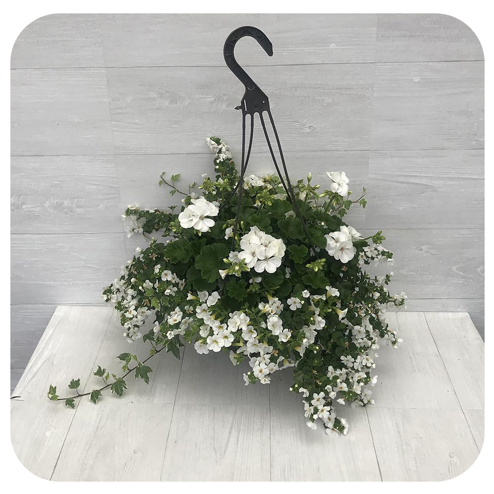 white hanging pots for plants Hanging Basket White Mix