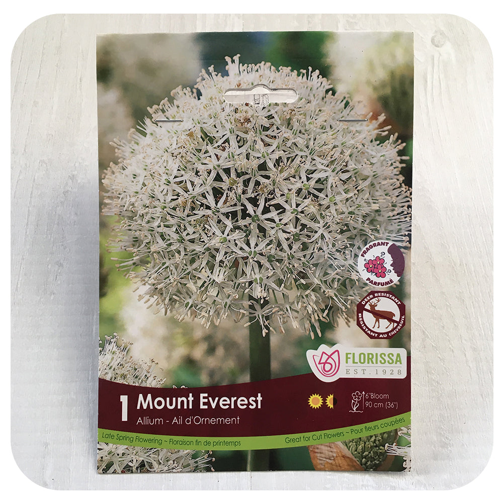 Allium 'Mount Everest'