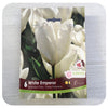 Tulip 'White Emperor'